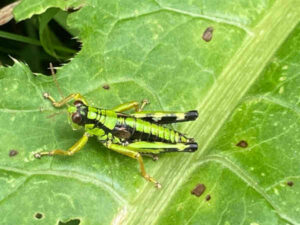 Heuschrecke auf Blatt