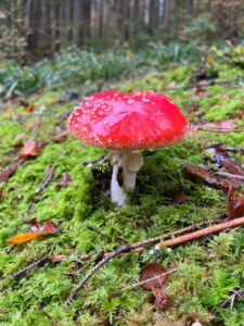 Pilz im Wald